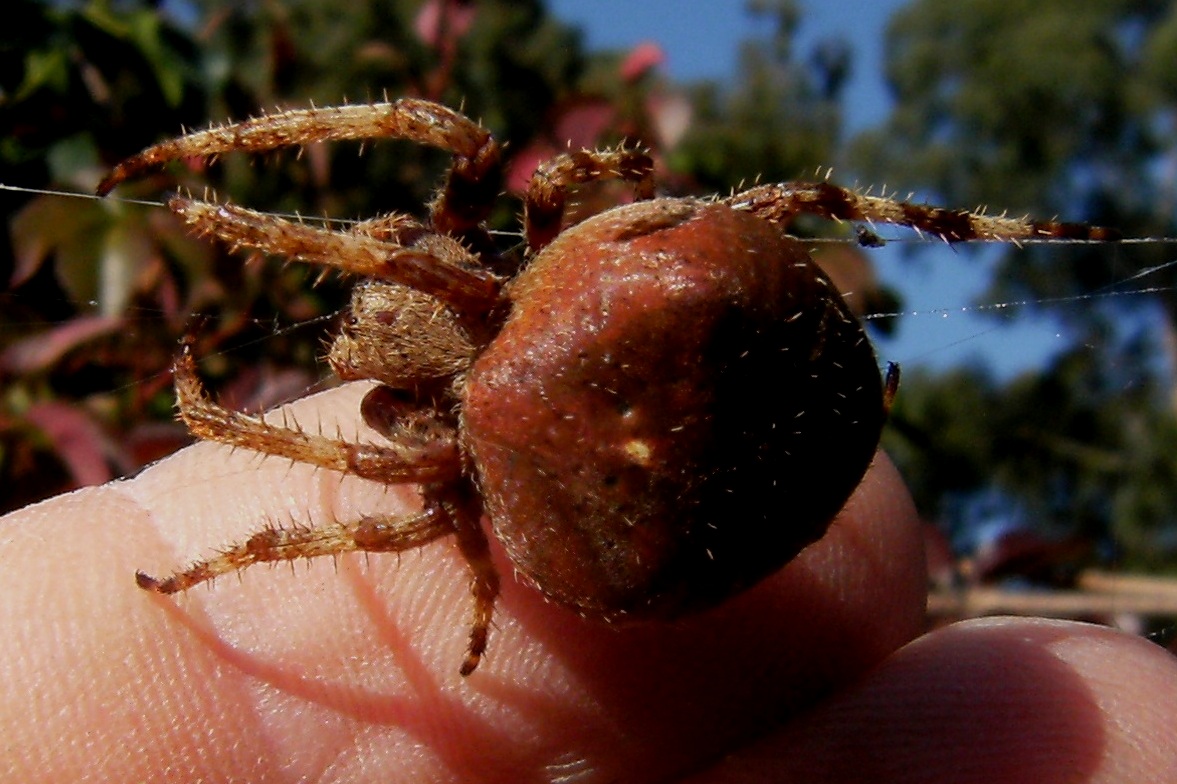 Araneus angulatus